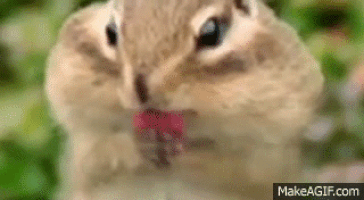 chipmunk-animals-free-animated-gifs-gameznet 04.gif